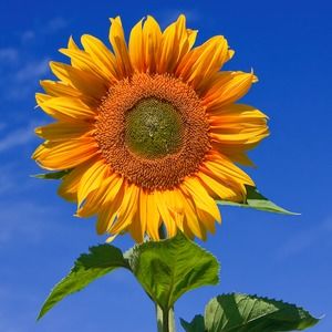 Meet your Posher, Erika